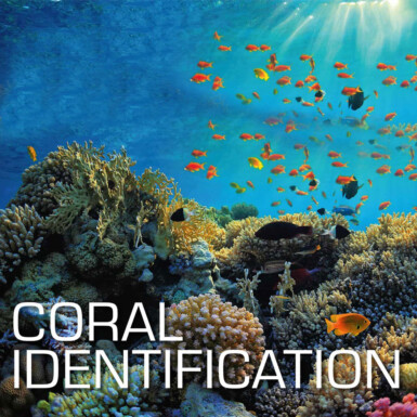 SSI Coral Identification