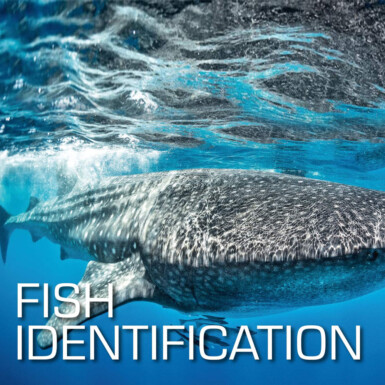 SSI Fish Identification