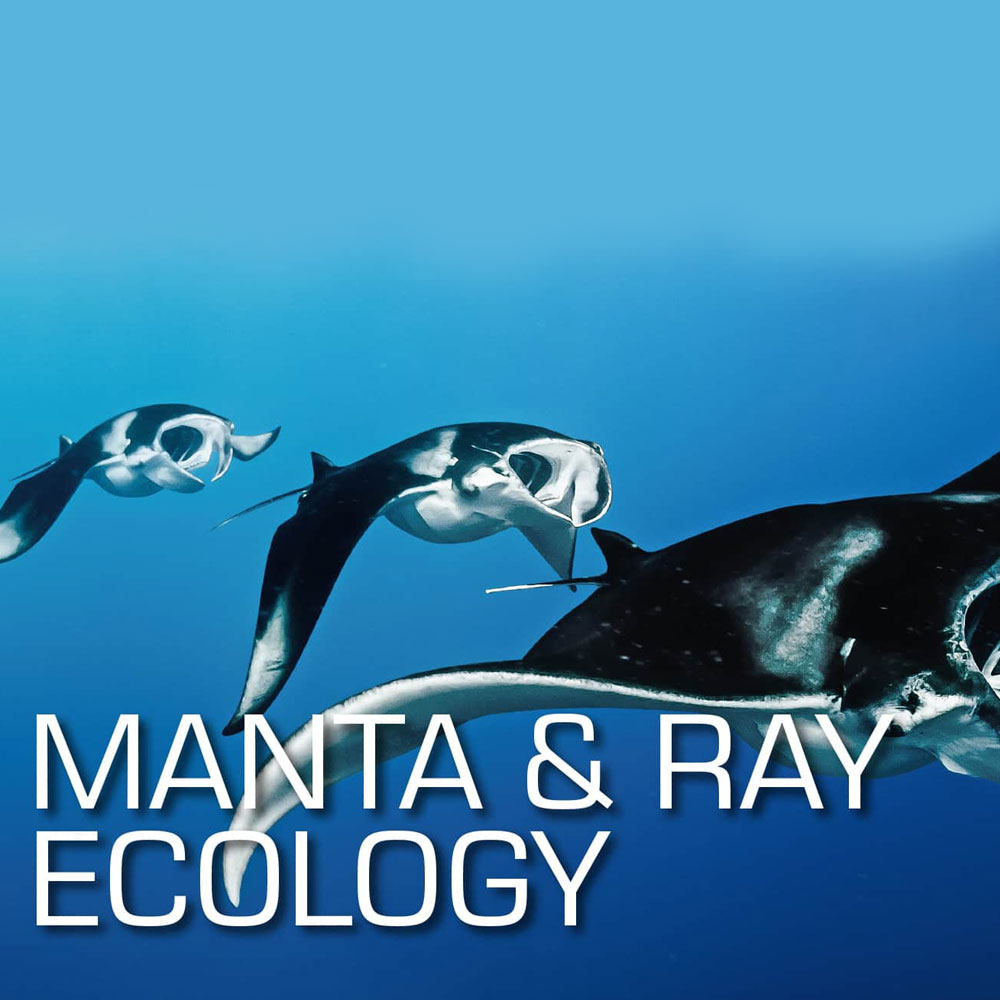 SSI Manta & Ray Ecology