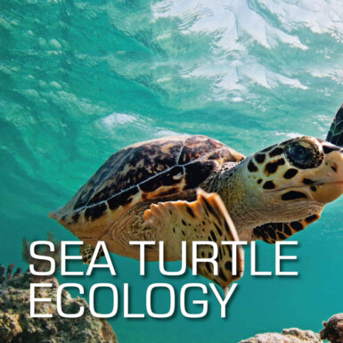 SSI Sea Turtle Ecology