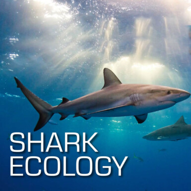 SSI Shark Ecology